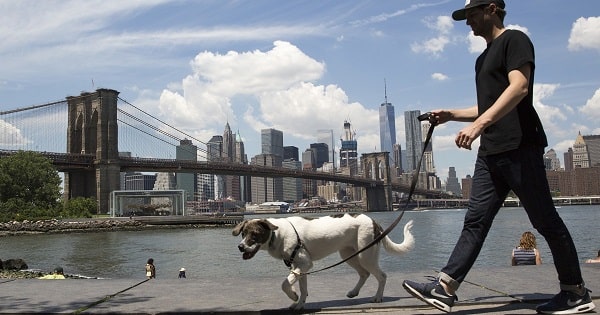 New York for Dogs